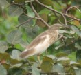 /album/photogallery/squacco-heron-3-jpg/